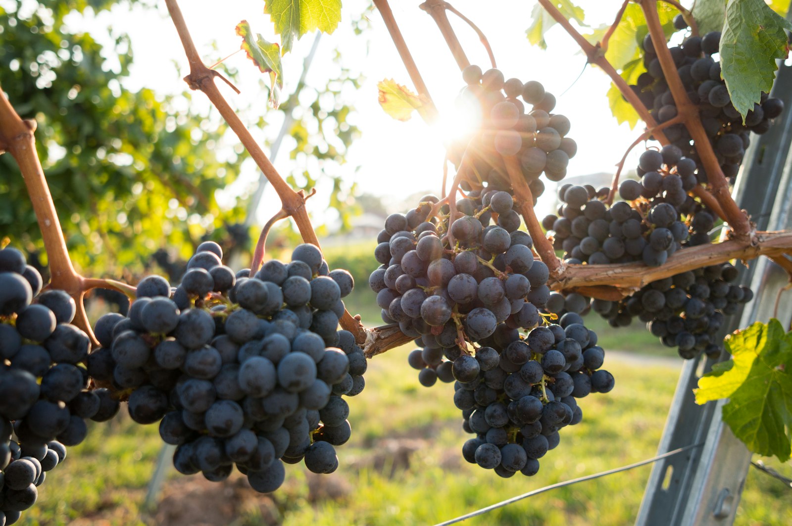 Dark grapes on the vine in the Tikveš region