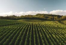 Vineyard rows in the Tikveš wine region