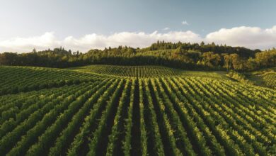 Vineyard rows in the Tikveš wine region