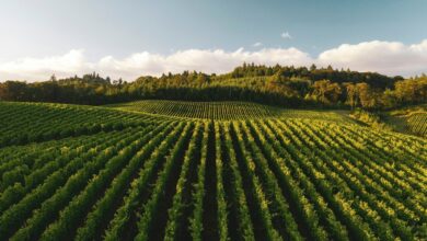 Vineyard rows in the Tikveš wine region